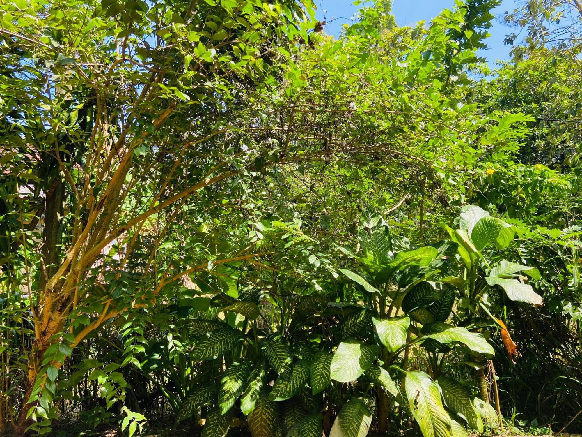 Leo Homestay ดิคเวลลา ภายนอก รูปภาพ